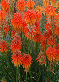 Kniphofia 'Fire Glow'